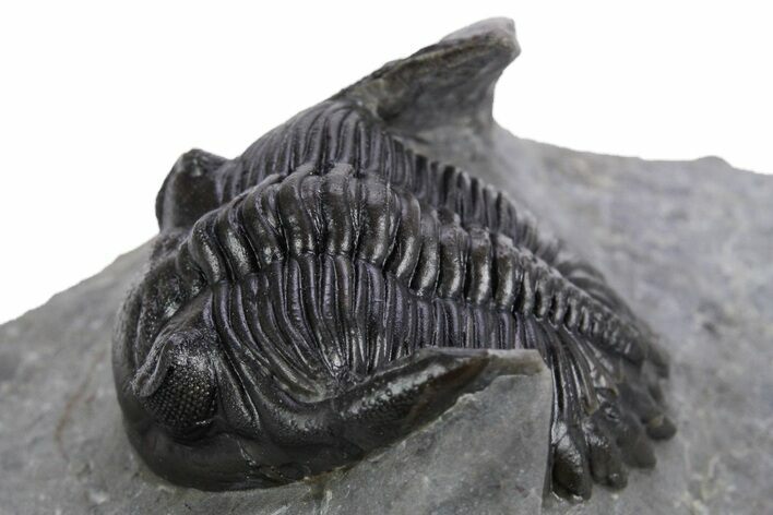 Detailed Hollardops Trilobite Fossil - Excellent Eyes #359501